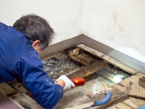 Best Commercial Mold Removal  in Yelm, WA