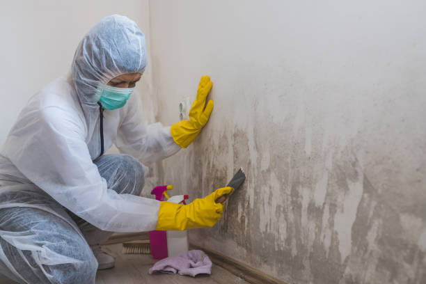 Best Mold Removal Specialists  in Yelm, WA