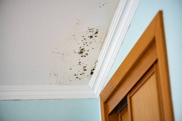 Best Mold Removal Process  in Yelm, WA