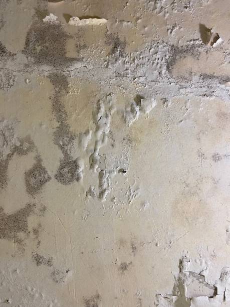Office Mold Removal Services in Yelm, WA