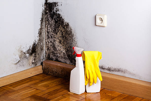 Best Home Mold Removal  in Yelm, WA